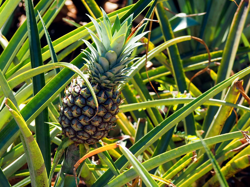 4-plantation-ananas